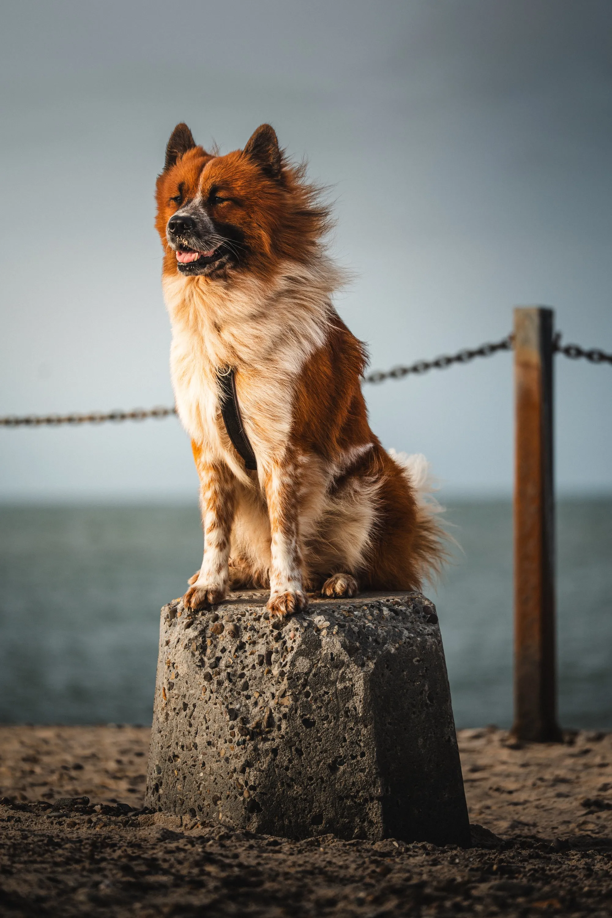 Tierfotografie