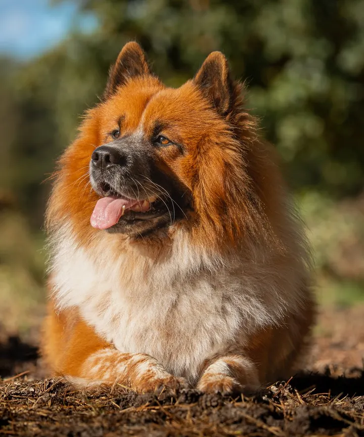 Ein Hund mit rotbraun-weißem Fell liegt in der Sonne am Waldrand und blickt zur Seite