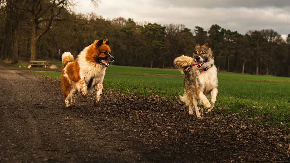 Zwei Hunde rennen über einen Feldweg, im Hintergrund Wald unter dunklen Wolken