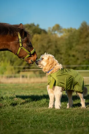 Ein Pferd beugt sich auf der Weide zu einem Hund im grünen Mantel