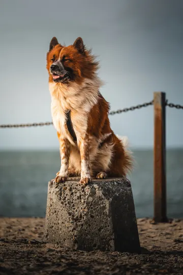 Ein Hund sitzt auf einem Steinsockel am Strand, dahinter Wasser und grauer Himmel