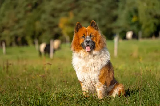 Ein Hund sitzt auf einer Wiese, im Hintergrund Bäume und ein Weidezaun